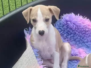 Whippet dogs Beautiful whippet babies! - Advert 1