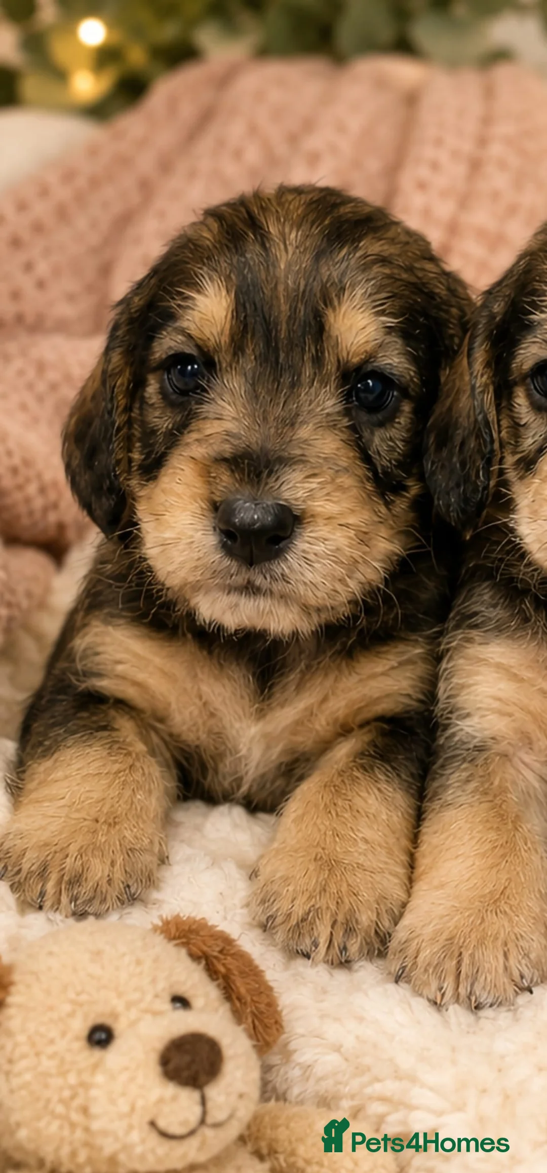 Mixed Breed dogs for sale: Fab Little Schnockers (mini schnauzer x cocker) - Advert 2