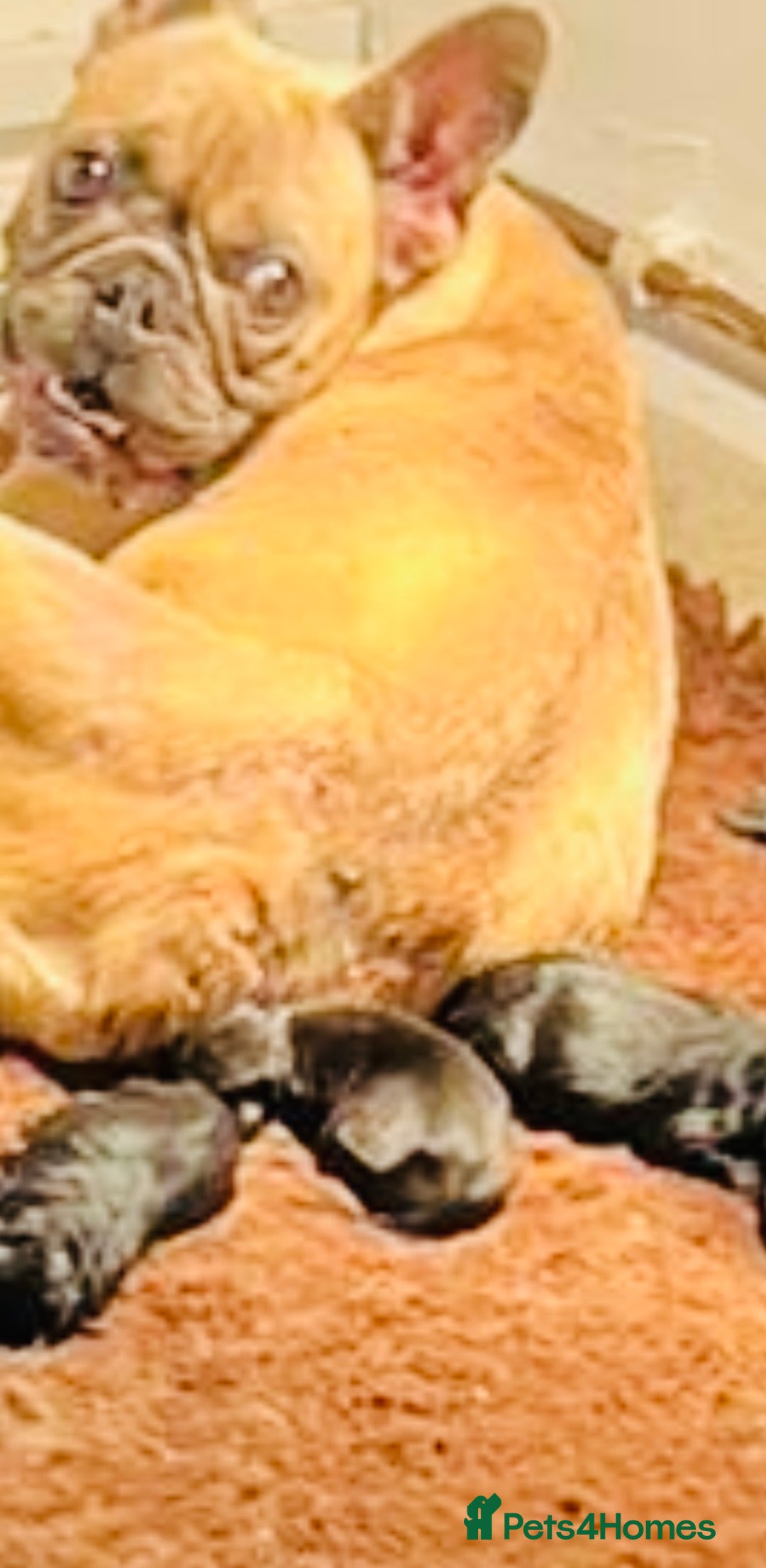 Mixed Breed dogs for sale: Beautiful French Bulldog x MiniaturePoodle Puppies - Advert 3