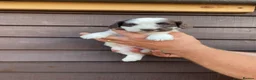 Cocker Spaniel dogs for sale:  Stunning KC registered working cocker pups - Advert 13