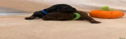 Doxiepoo dogs for sale: 5 beautiful doxipoo puppies🐾 - Advert 3