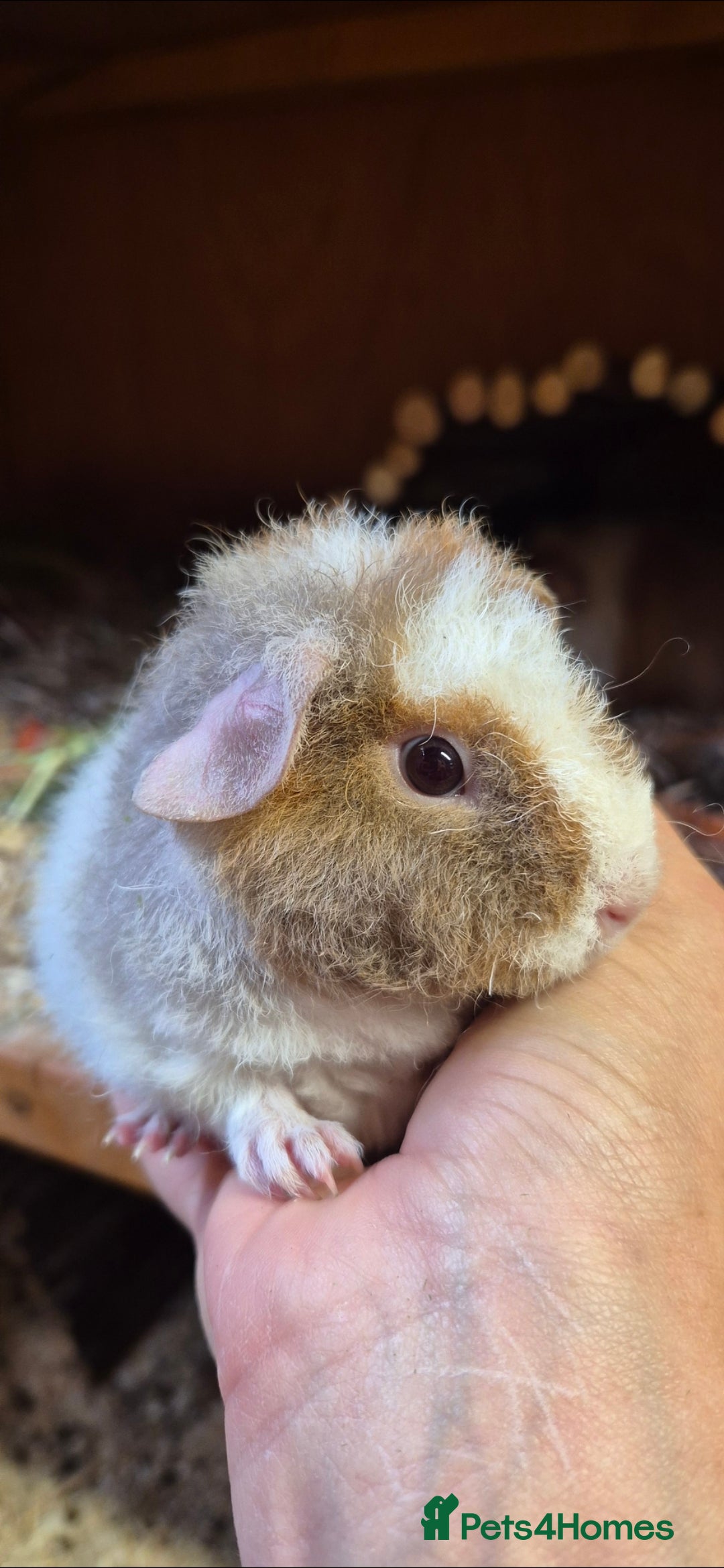 Guinea Pig rodents for sale: Baby male teddy guinea pigs - Image 5
