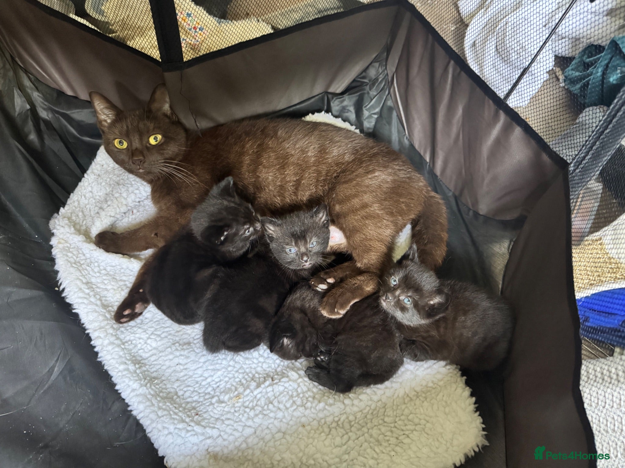Mixed Breed cats Brown fluffy kittens  - Advert 6