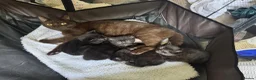 Mixed Breed cats for sale: Brown fluffy kittens  - Advert 1