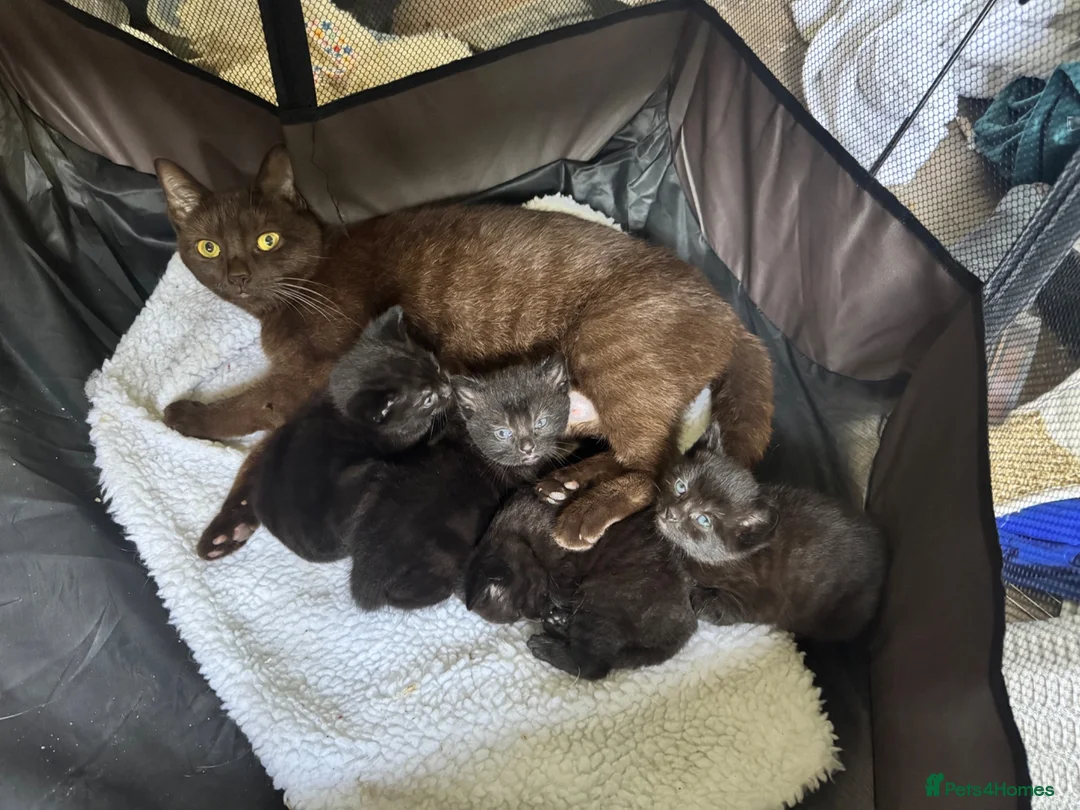 Mixed Breed cats for sale: Brown fluffy kittens  - Advert 1