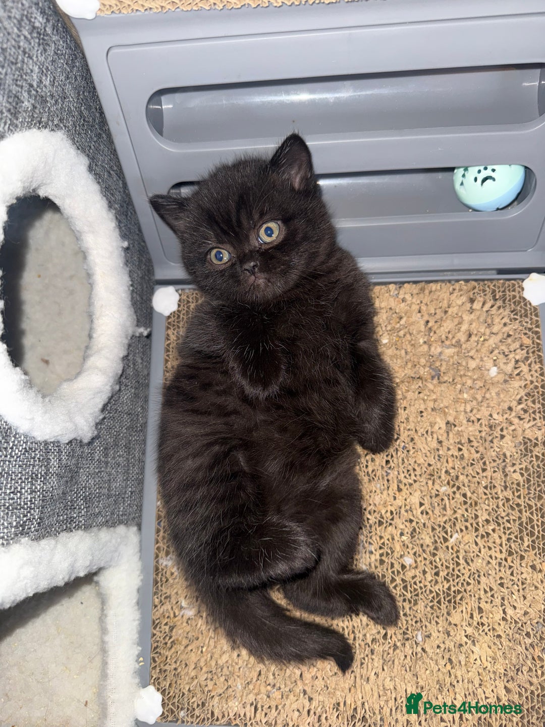 British Shorthair cats for sale: Champion Line British Shorthair Kittens - Advert 16