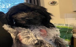 Cockapoo dogs for sale: F1b beautiful girl  - Image 24