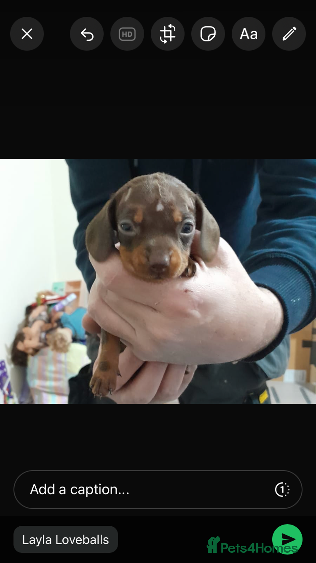 Miniature Dachshund dogs for sale: Miniature Daschund  - Advert 3