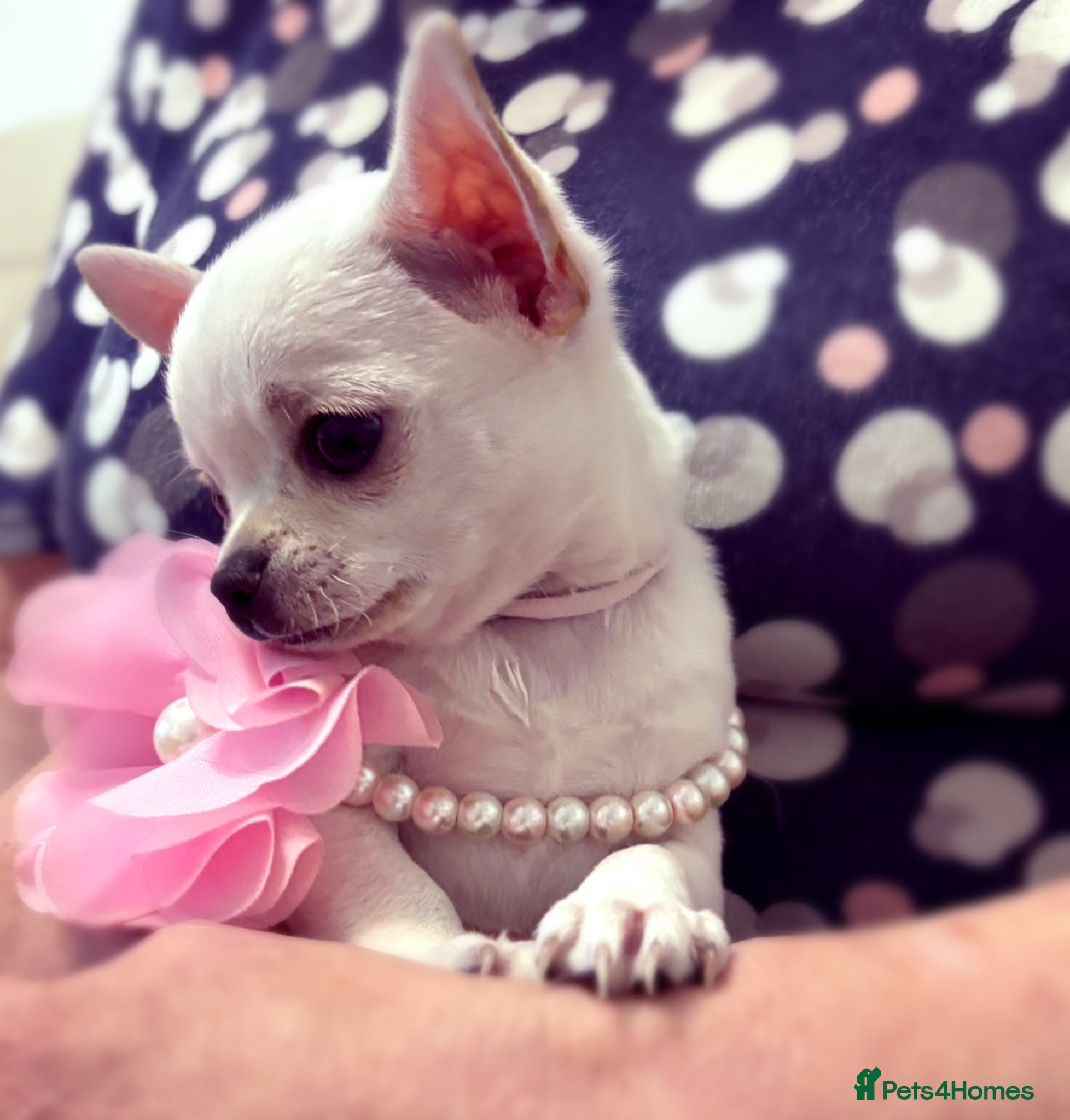 Chihuahua dogs Beautiful KC registered Chihuahua puppies - Advert 17