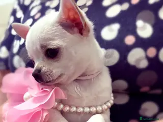 Chihuahua dogs Beautiful KC registered Chihuahua puppies - Advert 17