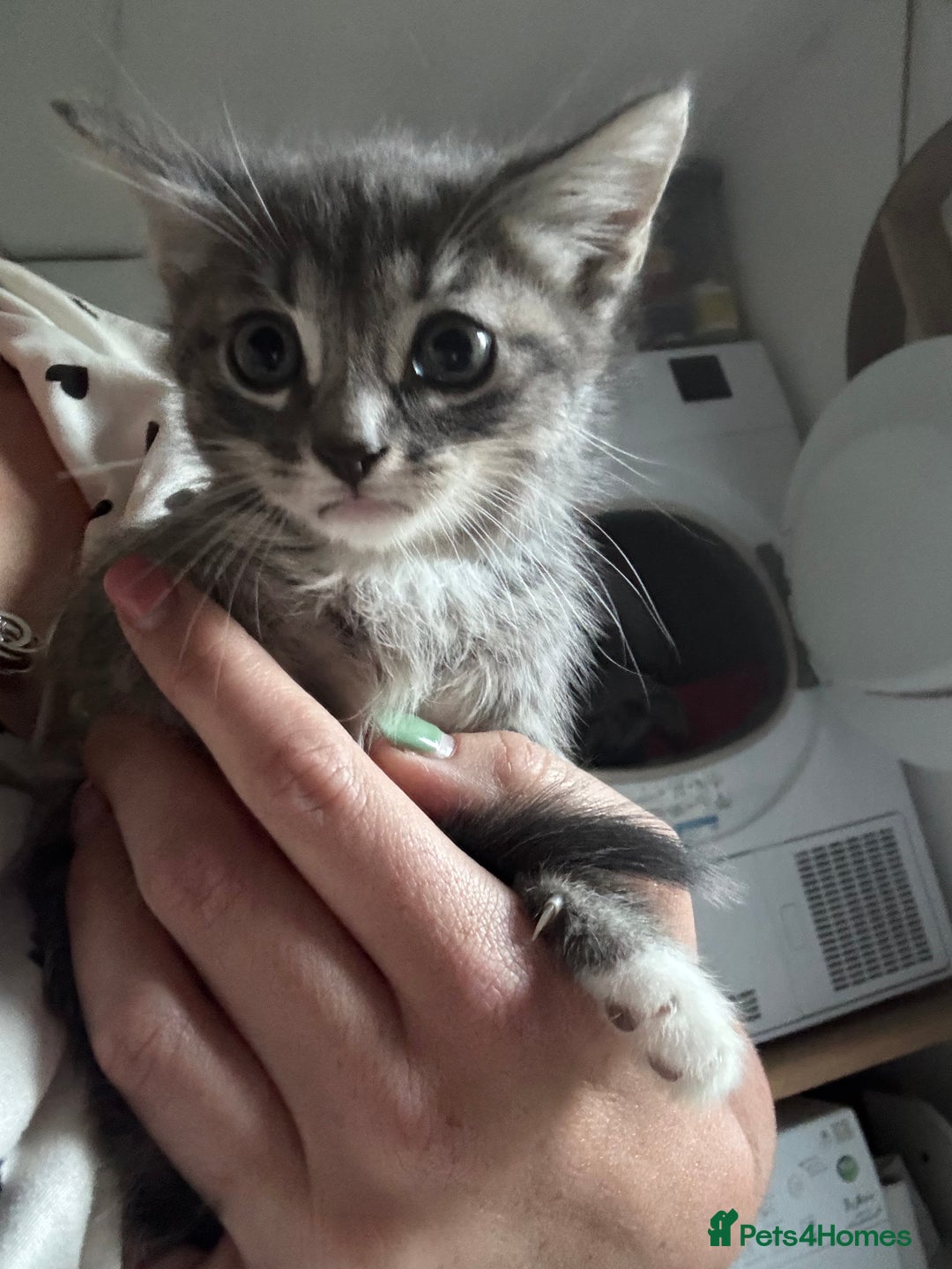 Mixed Breed cats for sale: 6 mixed breed kittens - Image 15