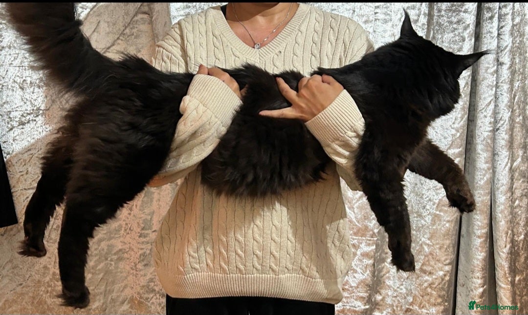 Maine Coon cats for stud: Maincoon Stud  in Bracknell - Image 4
