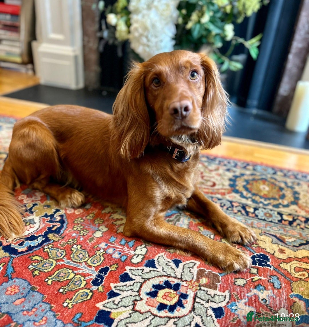 Cocker Spaniel dogs for sale: Stunning Cocker Spaniel Pups from Working Heritage - Image 10