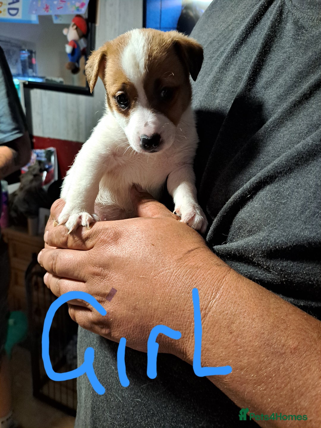 Jack Russell dogs for sale: Jolly Joyful Jack Russells  - Image 21