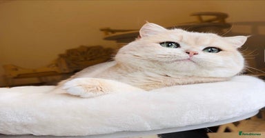 British Shorthair cats - Advert 9
