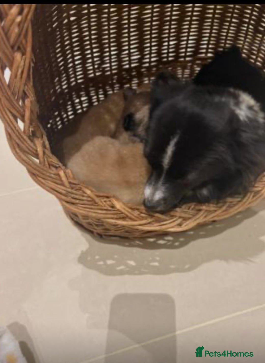 Pomchi dogs for sale: Pomchaws  - Advert 4