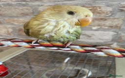 Lovebirds birds for sale: Beautiful hand reared baby lovebird  - Image 10