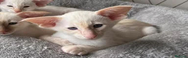 Siamese Kitten 1