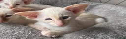 Siamese cats for sale: Red point Siamese kitten gccf registered  - Advert 2