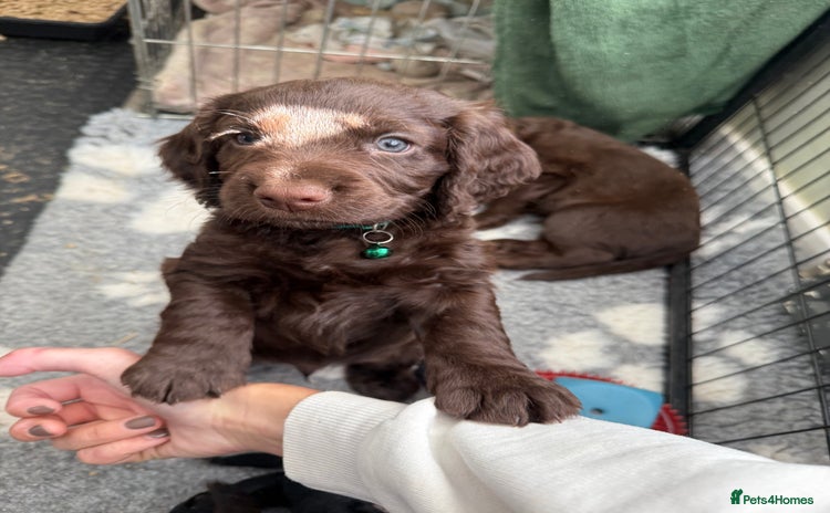 Cocker Spaniel dogs - Advert 12