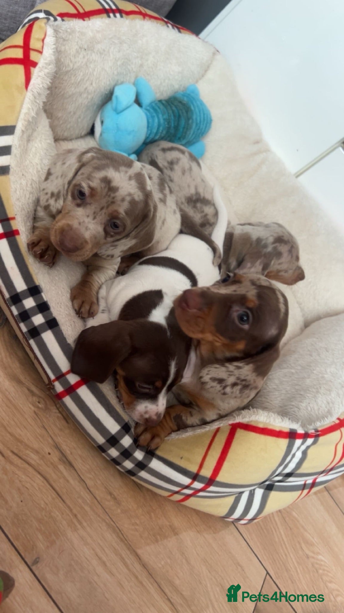 Miniature Dachshund dogs Miniature dachshunds  - Advert 3