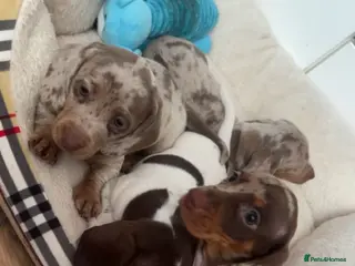 Miniature Dachshund dogs Miniature dachshunds - Advert 1