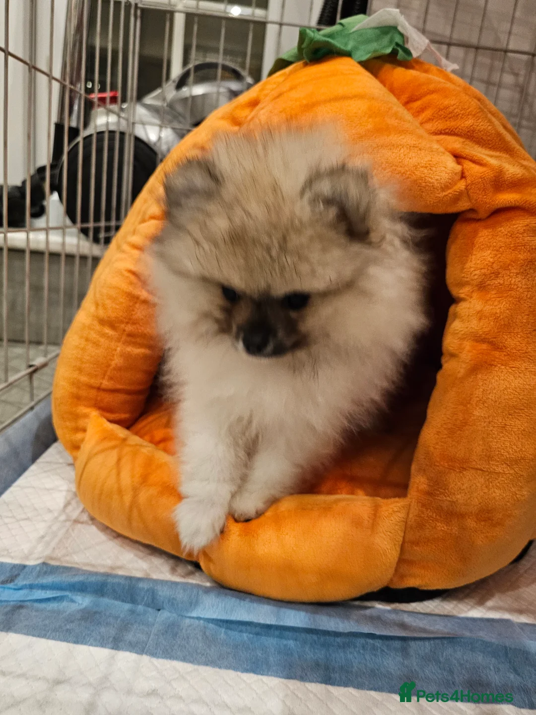 Pomeranian dogs for sale: Laura - Advert 7