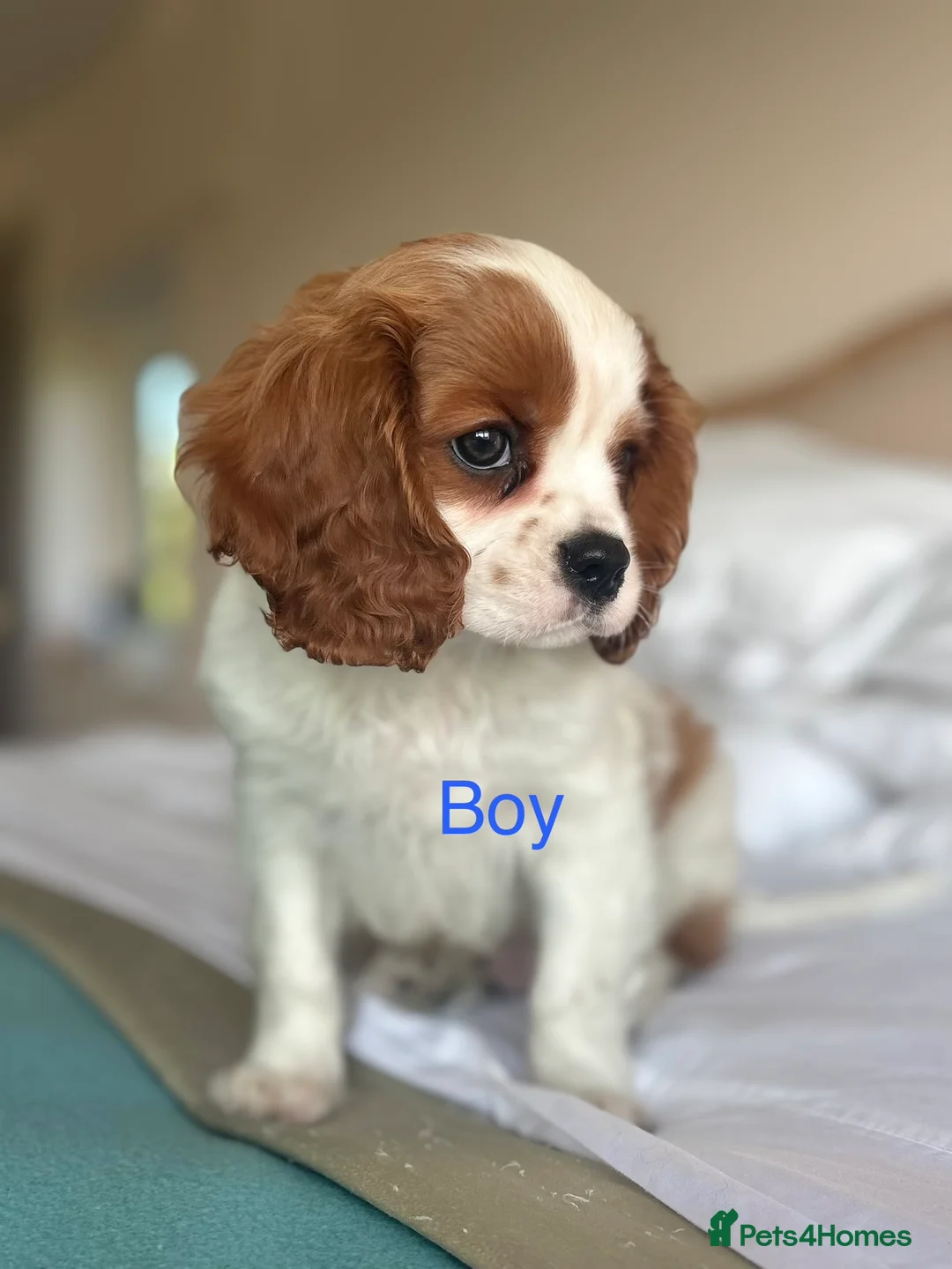 Cavalier King Charles Spaniel dogs for sale: 🐾KC reg,Extensively health tested Cavalier pups🐾 - Advert 8