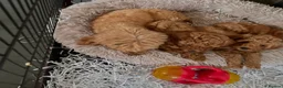 Toy Poodle dogs for sale: READY TO GO !Gorgeous toy poodle puppies for sale  - Advert 15