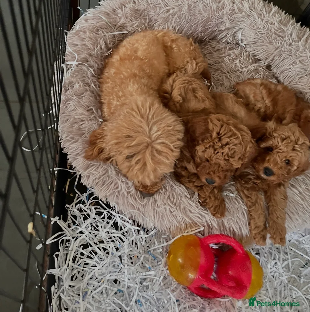 Toy Poodle dogs for sale: READY TO GO !Gorgeous toy poodle puppies for sale  - Advert 15