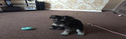 Miniature Schnauzer dogs for sale: 11 Month Old Female Miniature Schnauzer  in Saint Helens - Advert 7