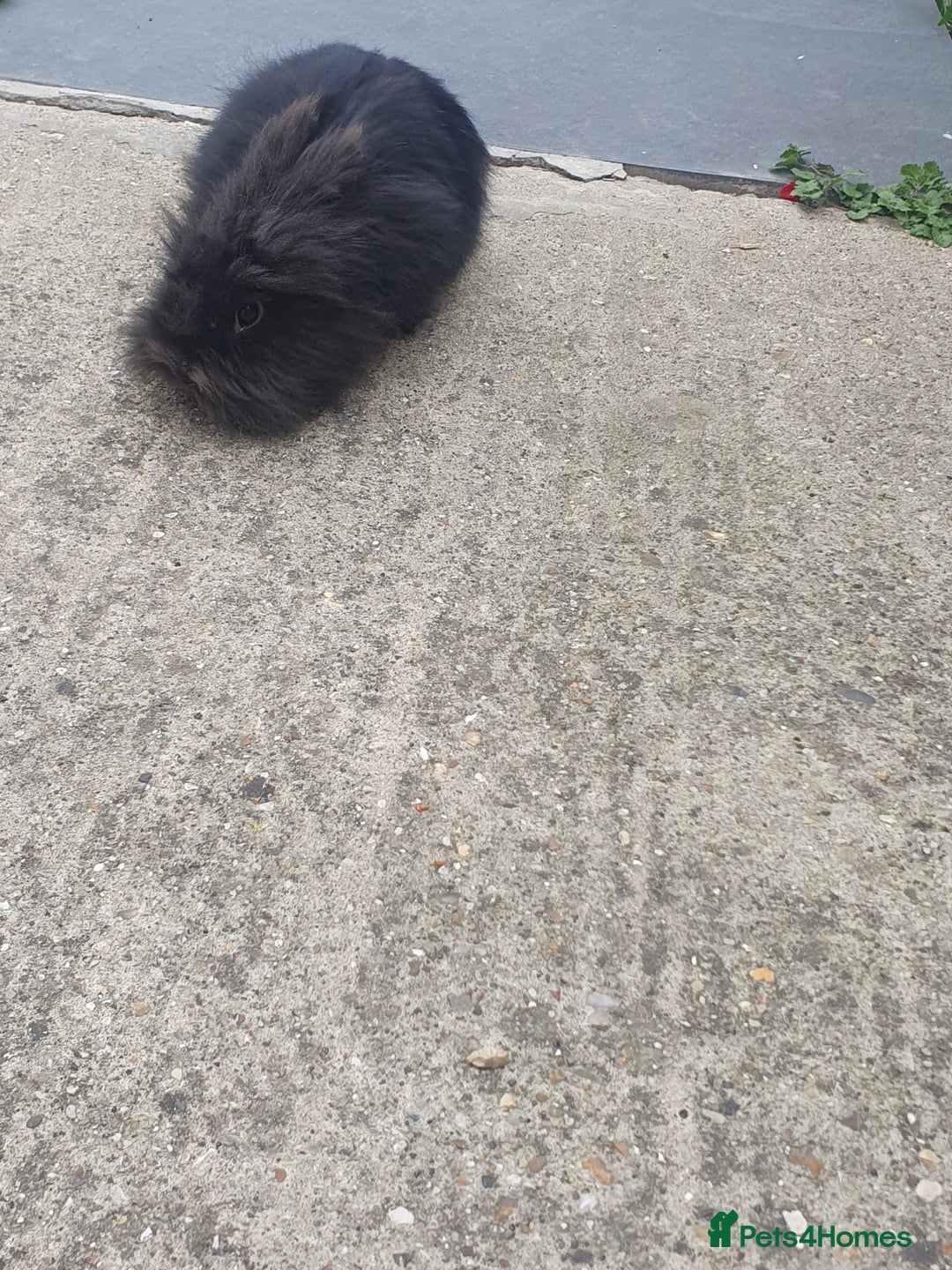 Lionhead rabbits for sale: Pure Lionhead Rabbit For Sale - Image 2