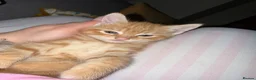 Mixed Breed cats for sale: * READY TO GO * LAST STUNNING GINGER GIRL LEFT*** - Advert 10