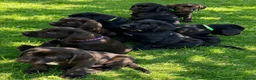 Mixed Breed dogs for sale: STUNNING GWP X LABRADOR PUPPIES - Advert 8