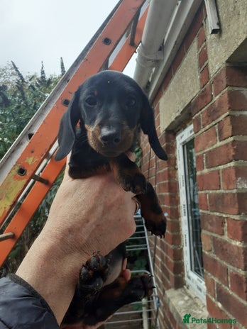 Miniature Dachshund dogs - Advert 1