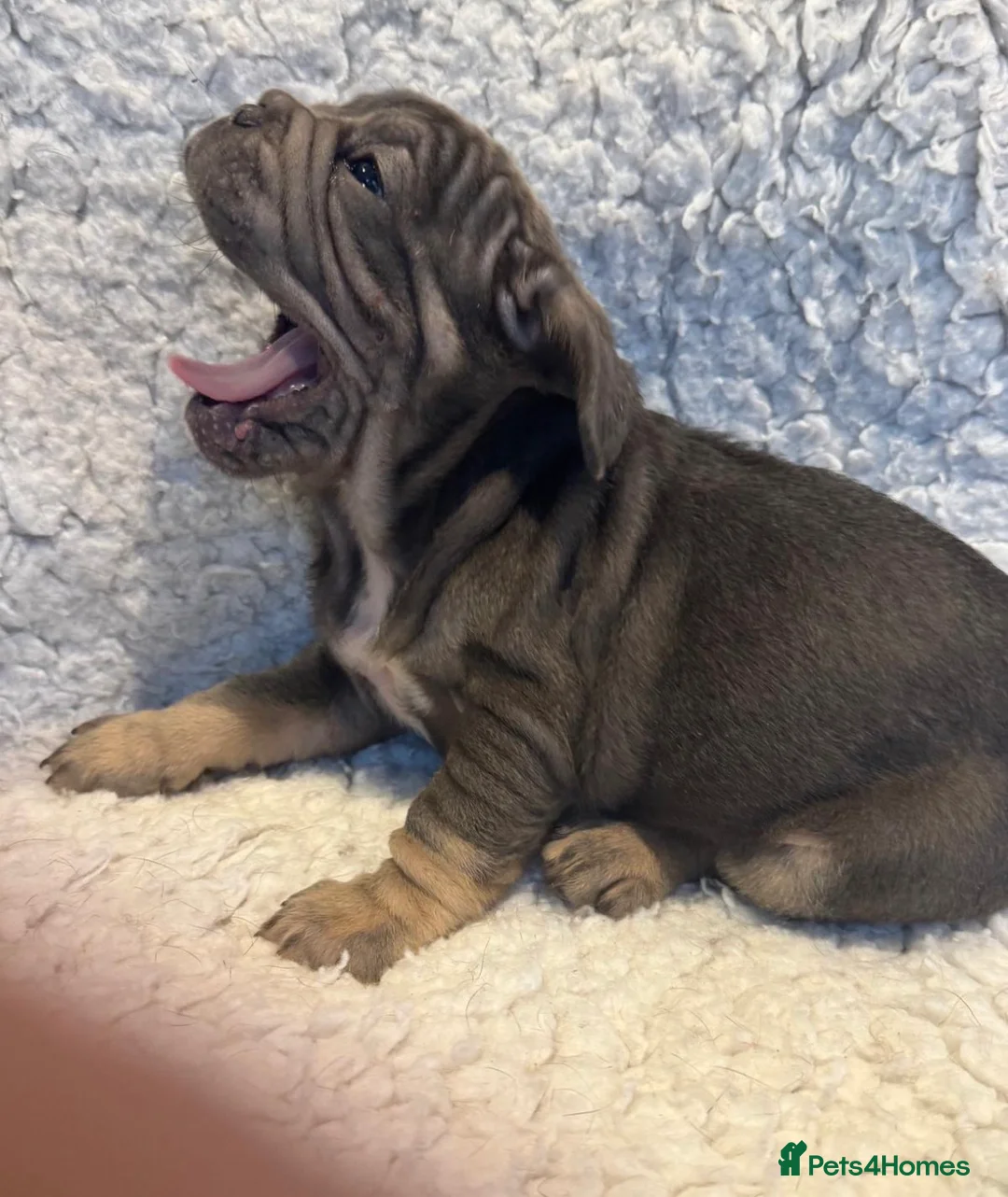 French Bulldog dogs for sale: Beautiful French bulldog puppies - Advert 5