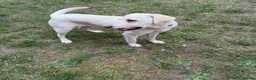 Labrador Retriever dogs for sale: Are beautiful girl Luna - Advert 2