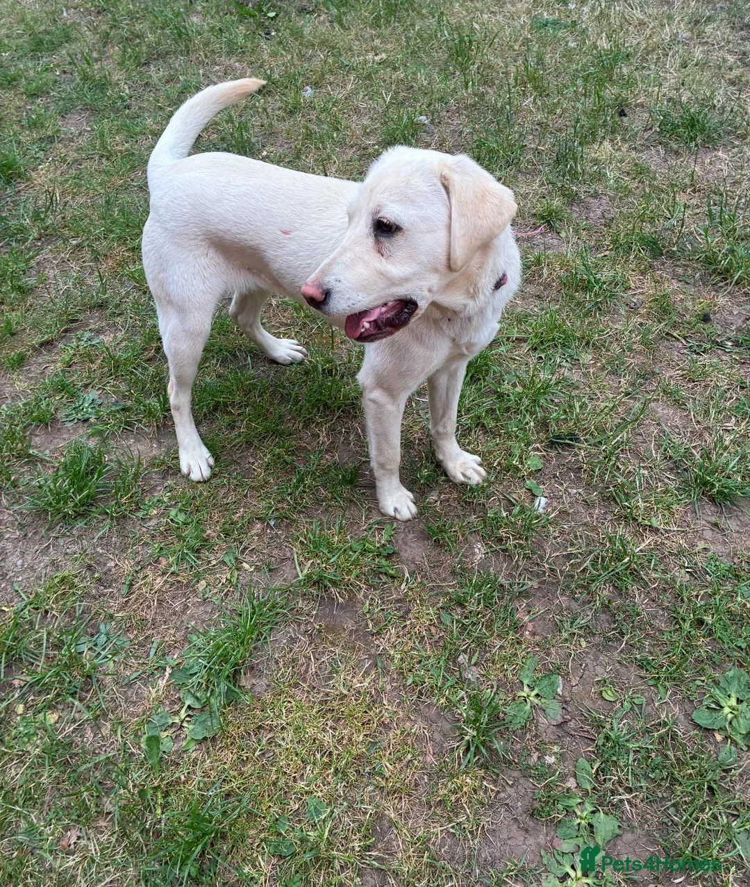 Labrador Retriever dogs for sale: Are beautiful girl Luna - Advert 2