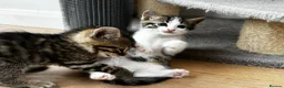 Ragdoll cats for sale: 🐾Only 4 Gorgeous Kittens Left🐾 - Advert 27