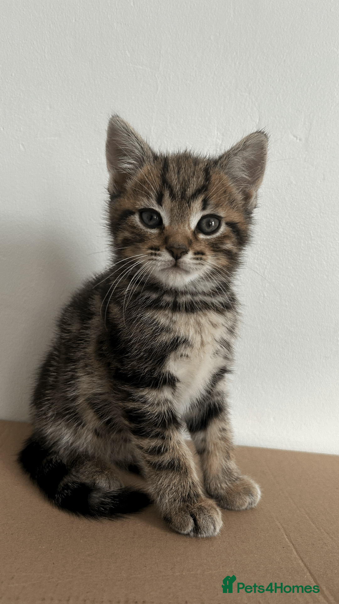 European cats for sale: 7 beautiful tabby/black kittens - Advert 1