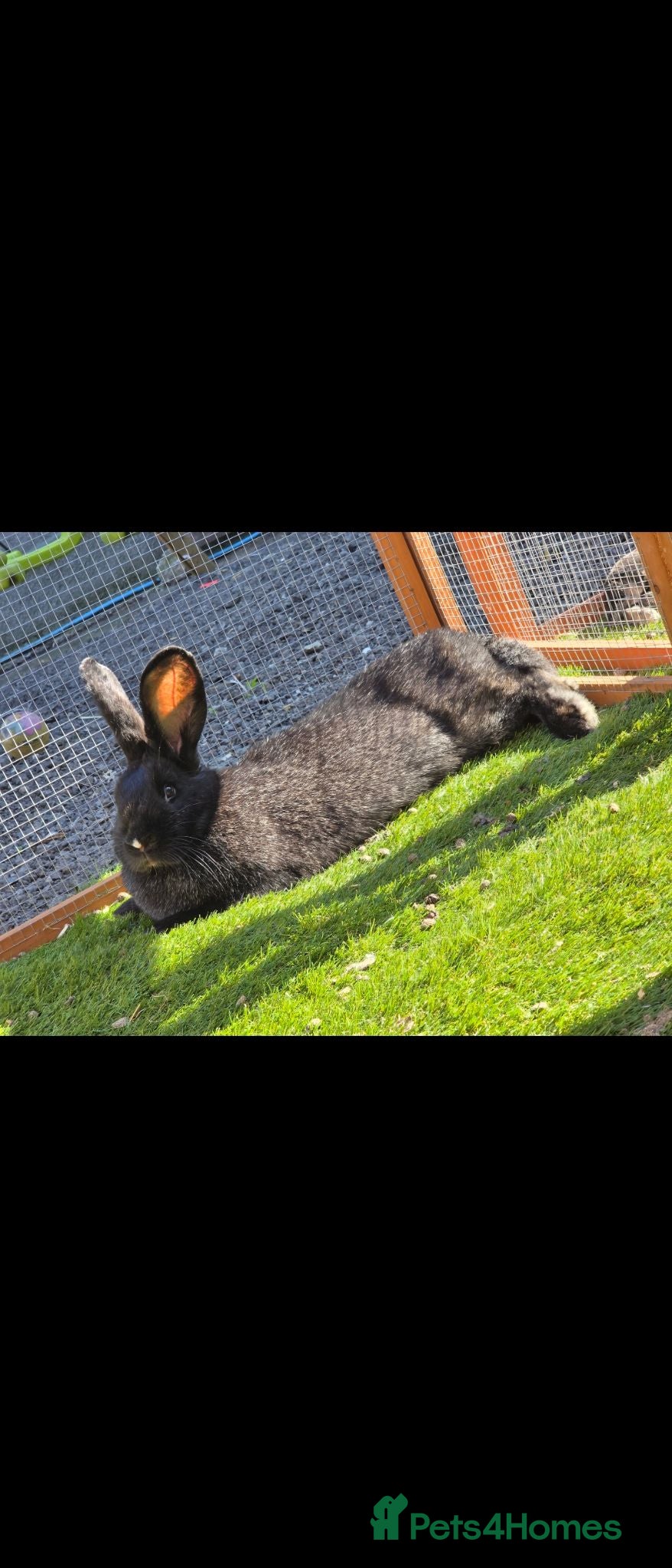 Continental Giant rabbits Black DOE continental READY NOW - Advert 2