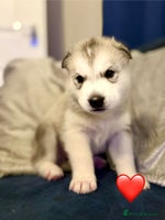 Siberian Husky dogs - Advert 14