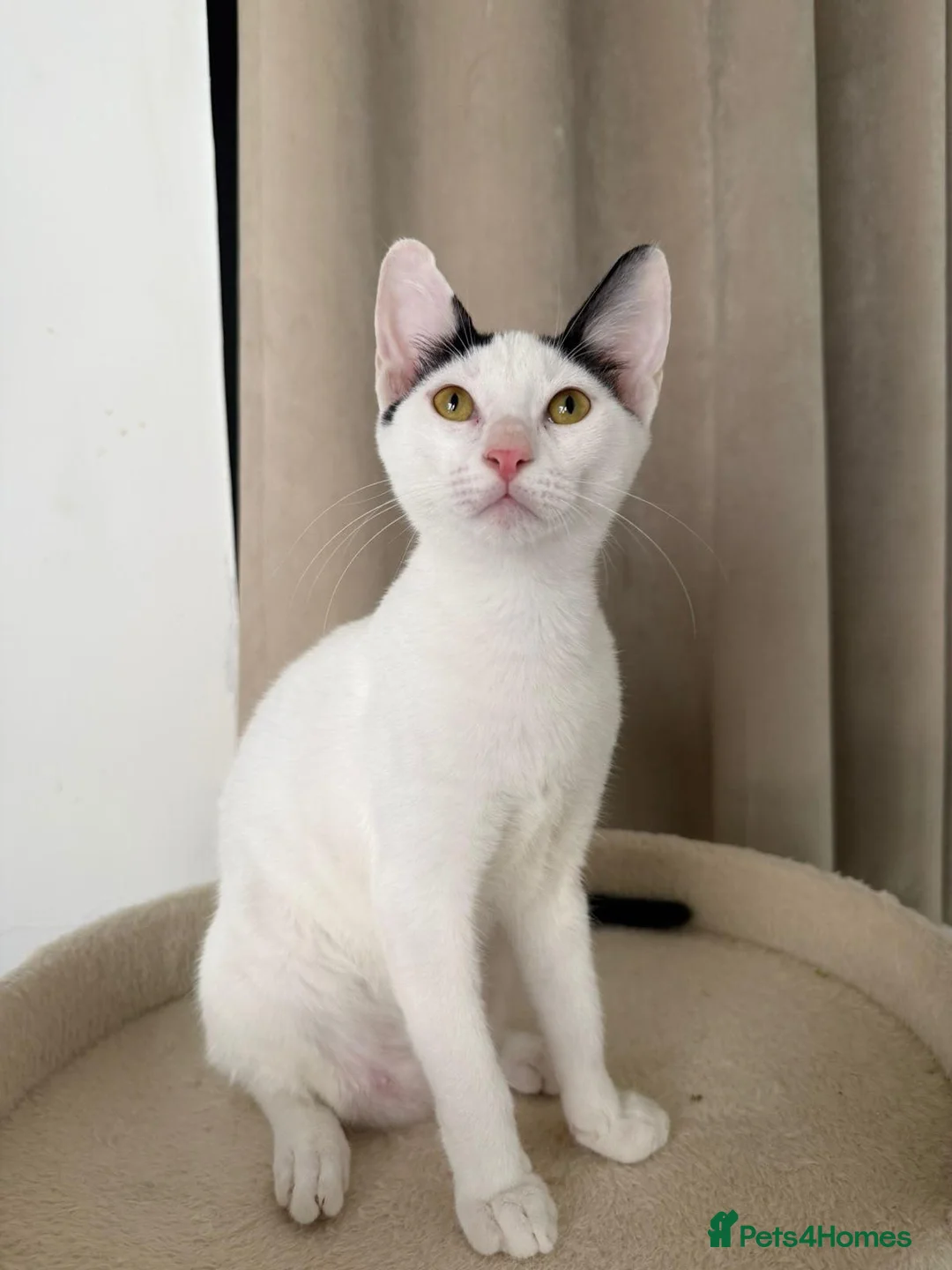 Domestic Shorthair cats for sale: Felix & Tux: Affectionate, Cuddly, and Curious - Advert 2
