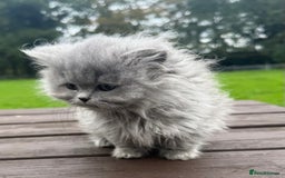 British Shorthair cats for sale: 2 left ready for new home this Saturday  - Advert 9