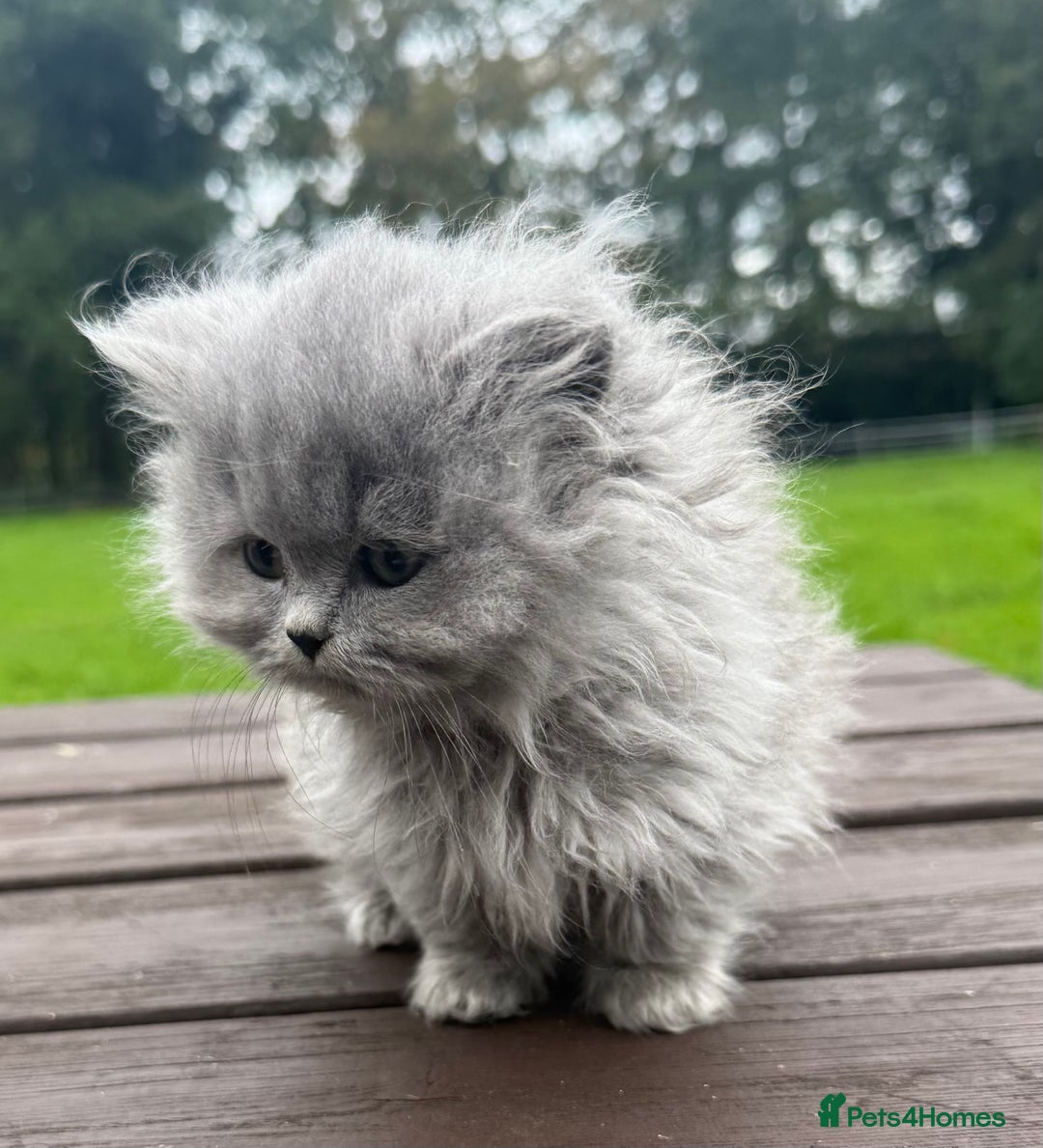 British Shorthair cats for sale: 2 left ready for new home this Saturday  - Advert 9