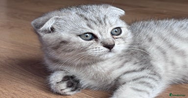 Mixed Breed cats - Advert 10