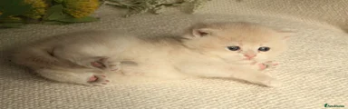 Blue Golden British Shorthair 2