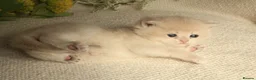 British Shorthair cats for sale: Champion Bloodline Blue Golden/Golden BSH/BLH - Advert 15