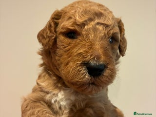 Standard Poodle dogs - Advert 4