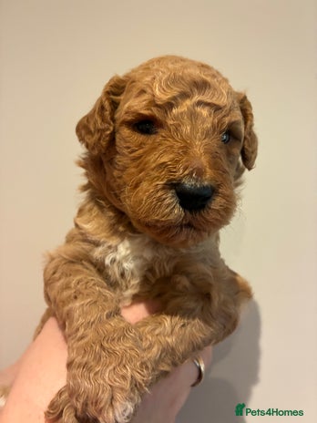 Standard Poodle dogs - Advert 3